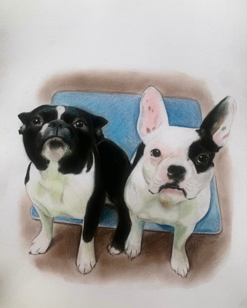 2-dog-drawing pencil pet portrait