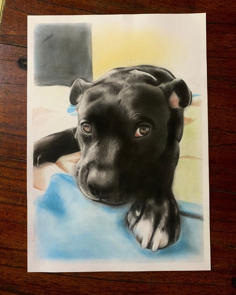 pet portrait drawing color dog portrait drawing